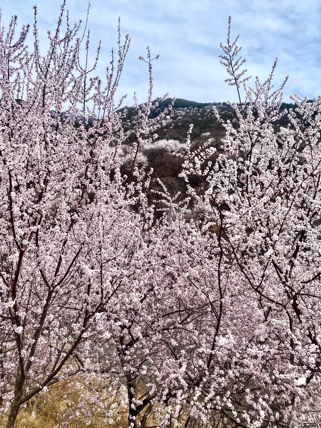 3月22居庸关花海列车没白去，0元解锁附攻略