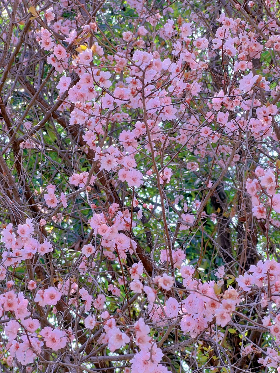 苏州石湖公园樱花盛开！