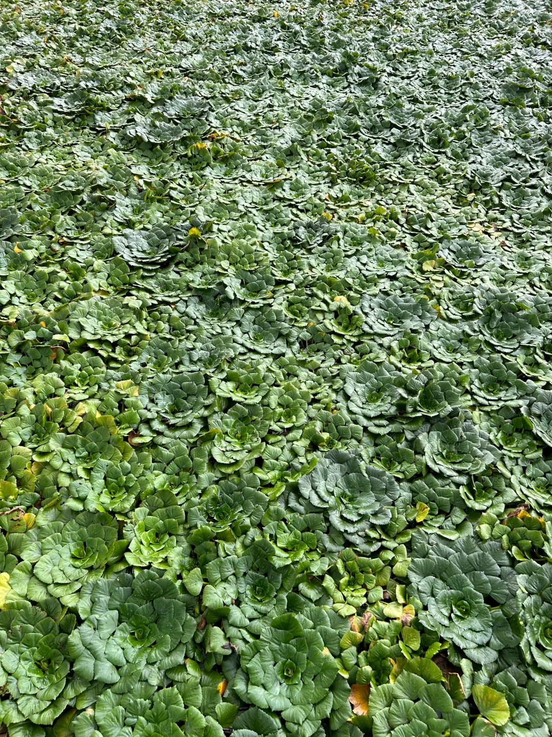 🙋🏻‍♂️来扬州，想给所有人安利的宝藏公园‼️