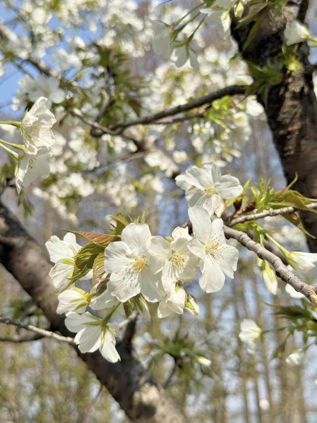 以为东湖磨山已经很美了,直到我去到这里…