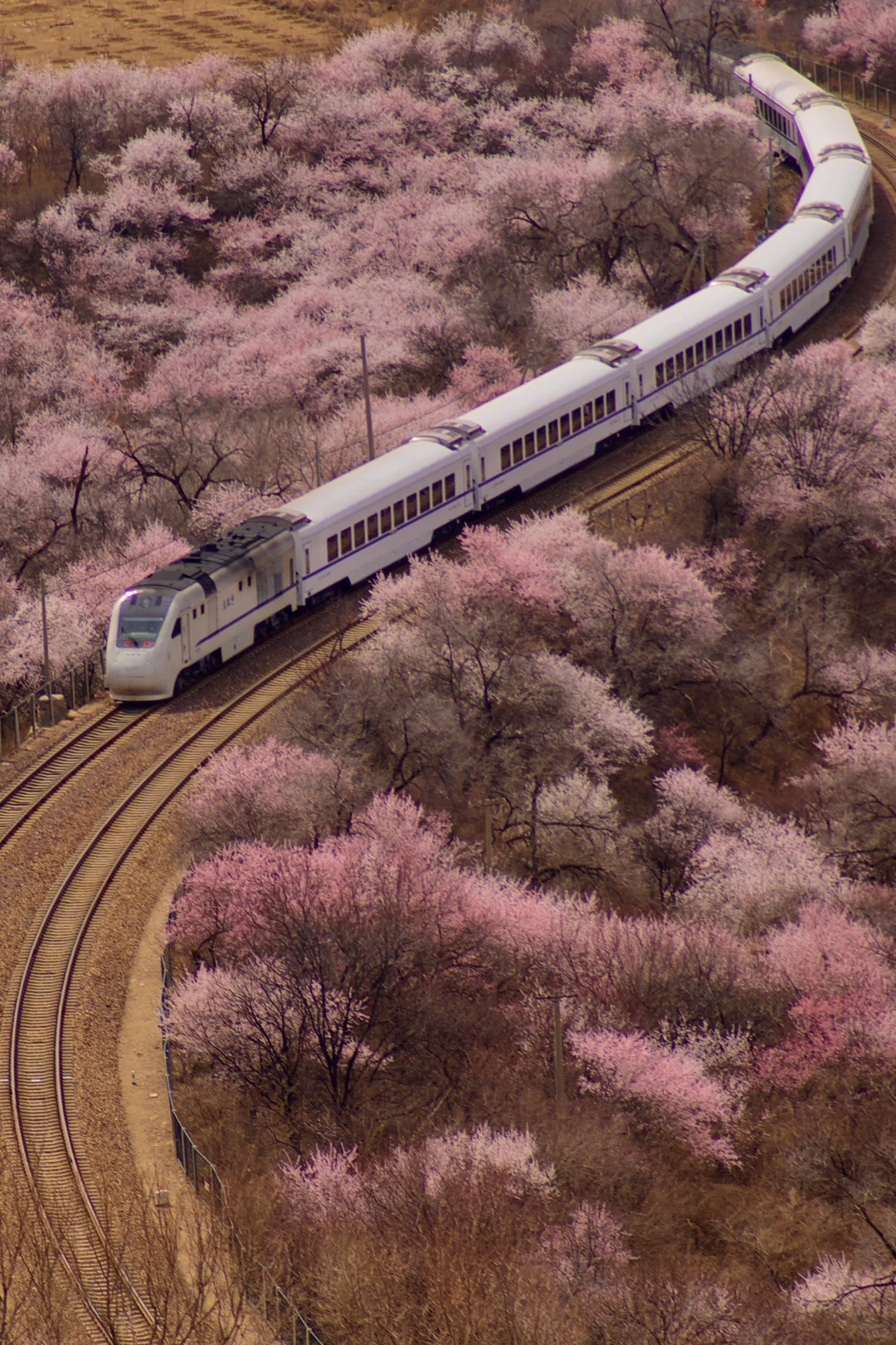 3月22居庸关花海列车没白去，0元解锁附攻略