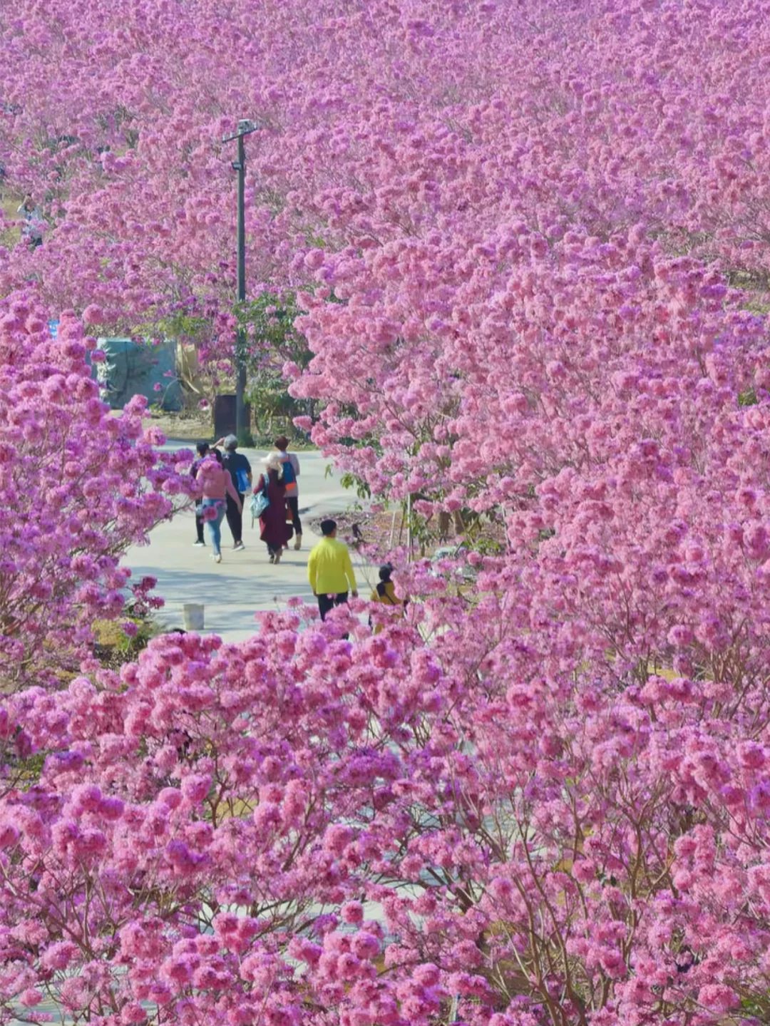 600亩紫花风铃盛开了🌸走进动漫里的花海