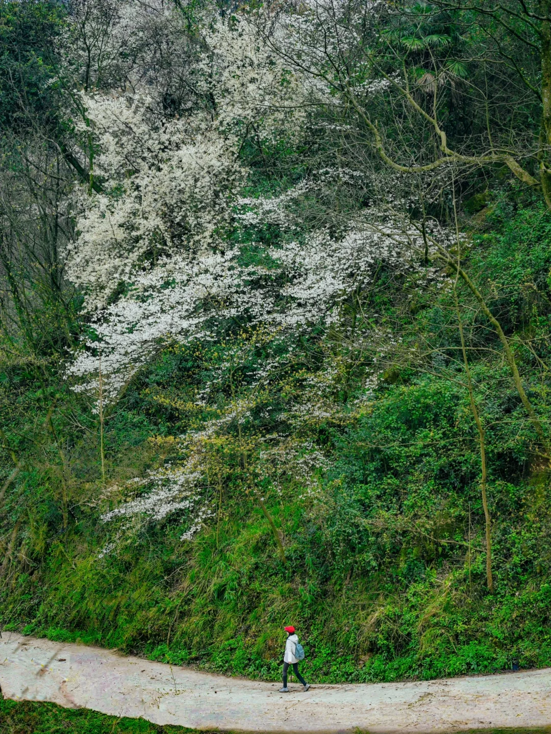 在成都周边！！我唯一想去无数次的徒步路线！！