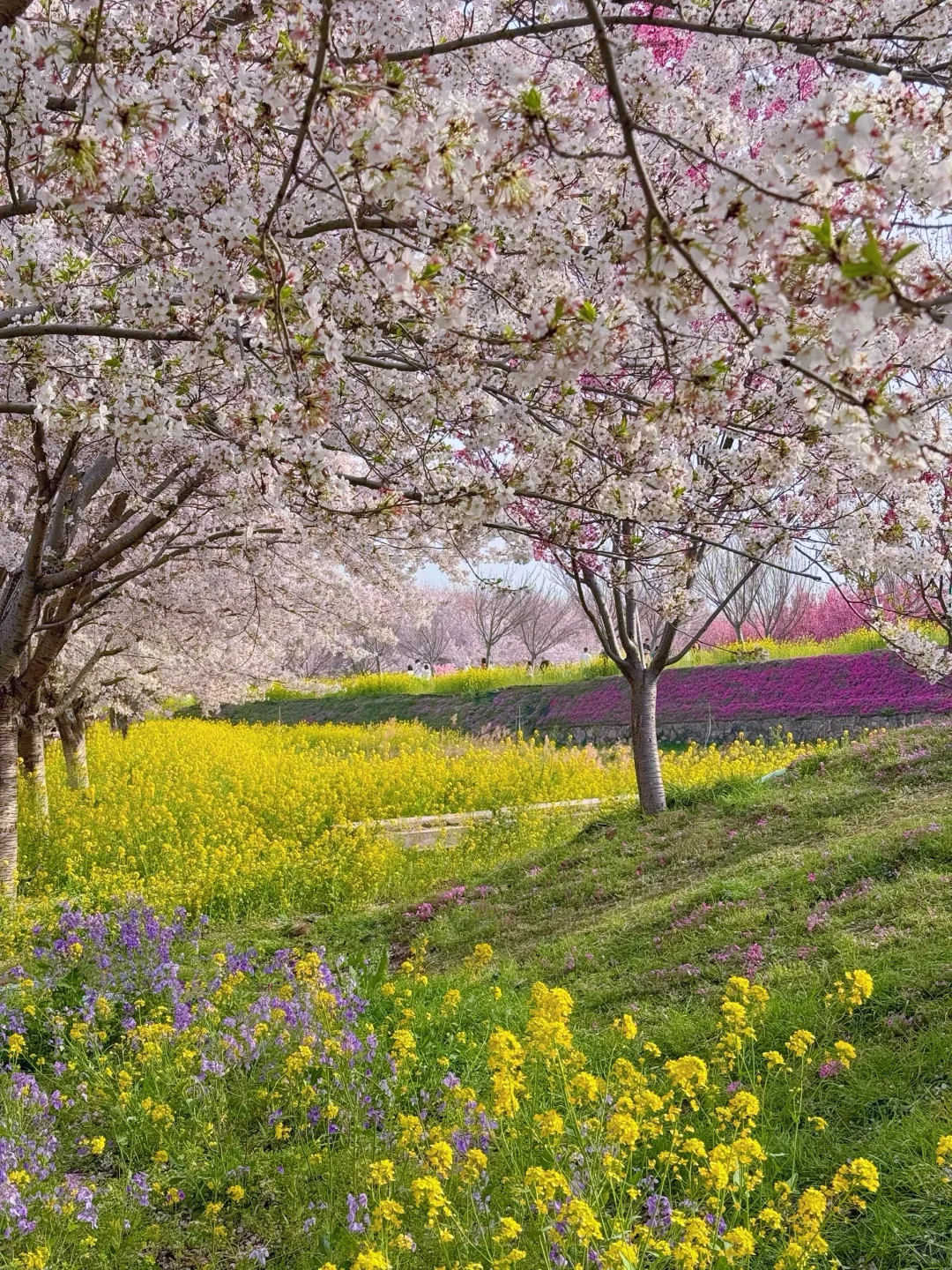 接下来的郑州将是一片樱花海🌸