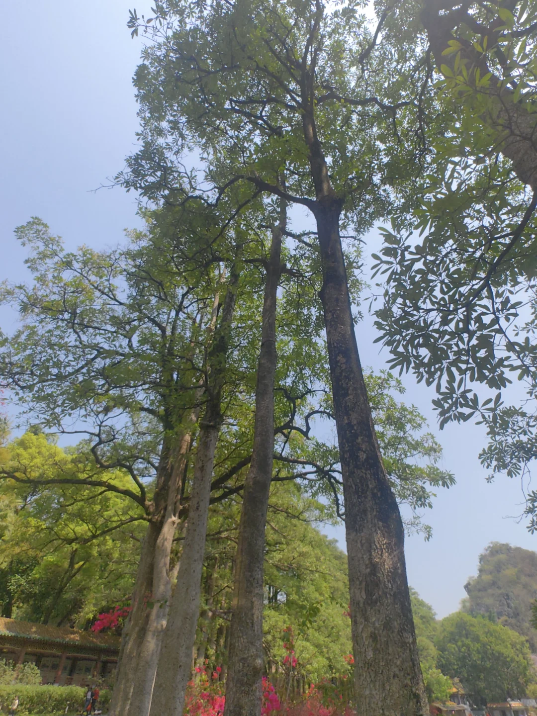 肇庆七星岩免费及优惠政策(2025年)