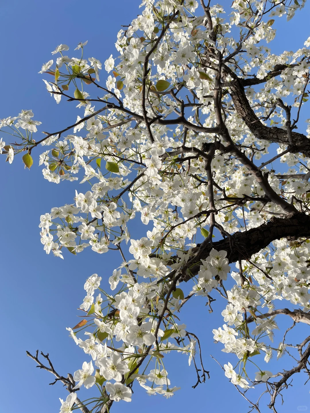 ⚠️避雷！邯山区梨园公园！