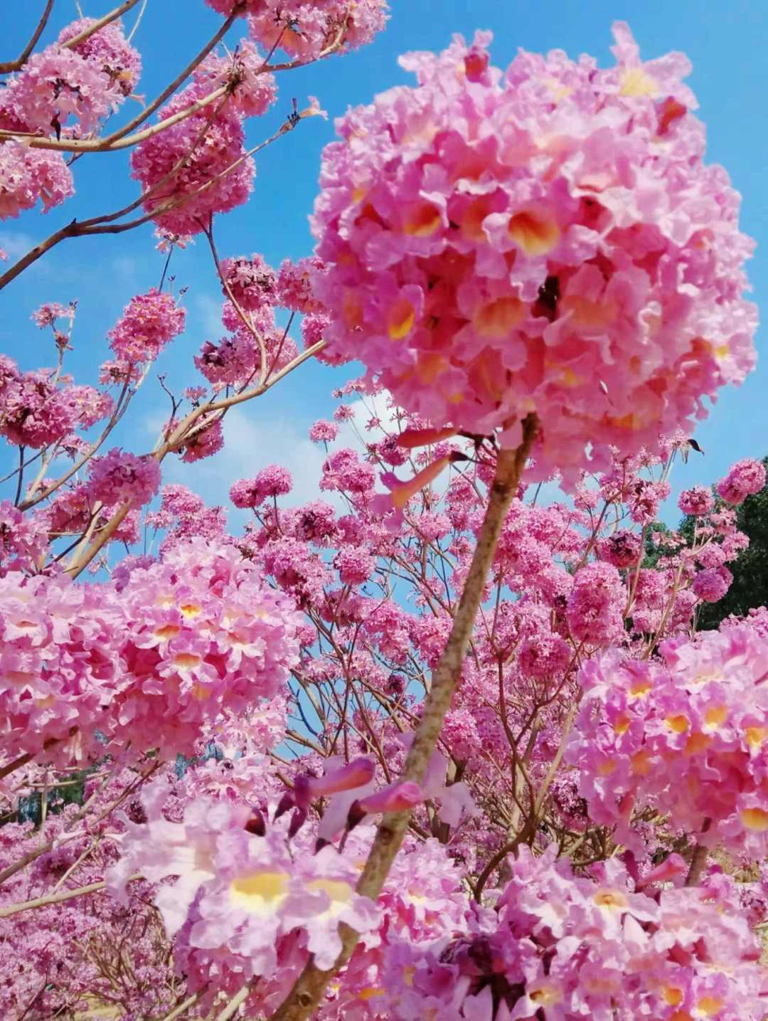 600亩紫花风铃盛开了🌸走进动漫里的花海