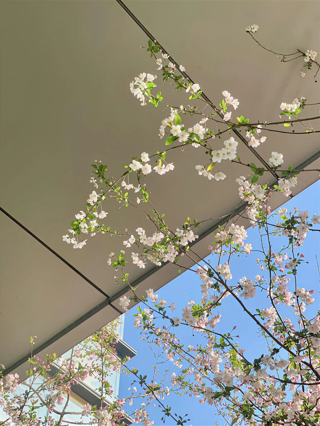 滇池里藏着一个蓝色的魔力池塘