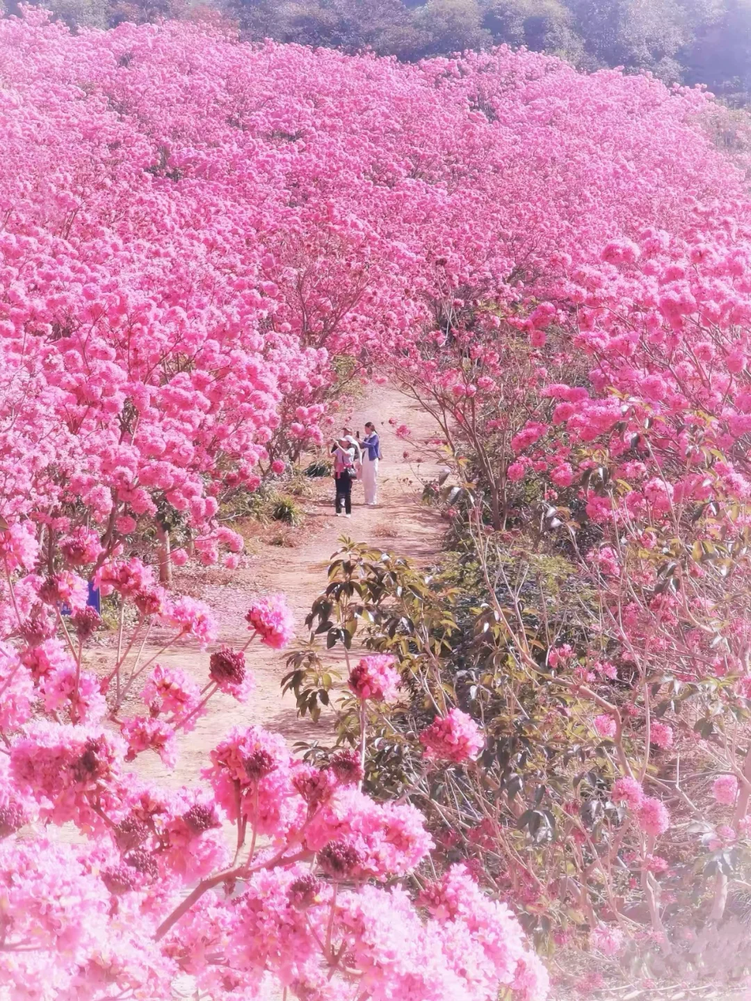 600亩紫花风铃盛开了🌸走进动漫里的花海