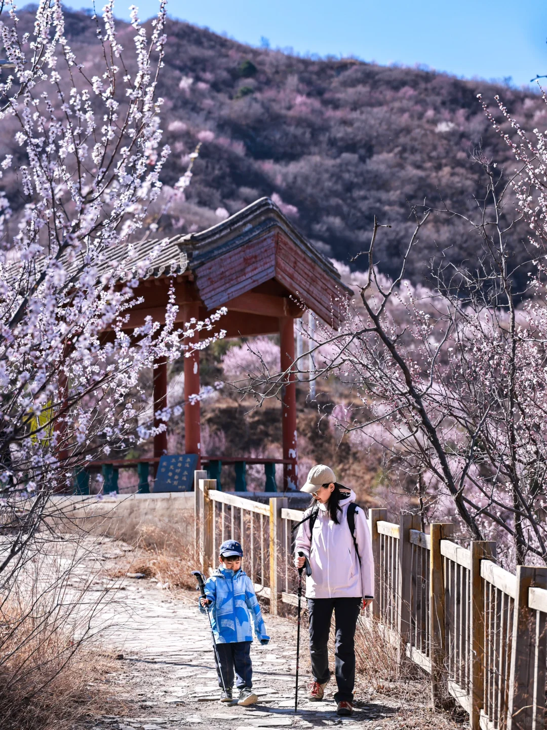 3.20❗️北京蕞适宜全家小众赏花路线宠物友好