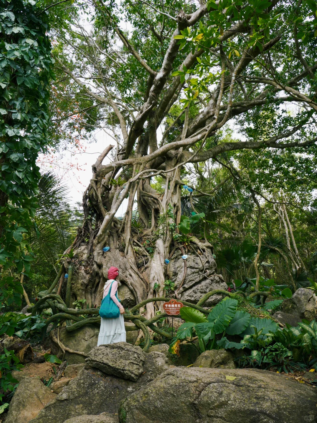 来三亚📍我发现了春日的热带雨林👒｜呀诺达