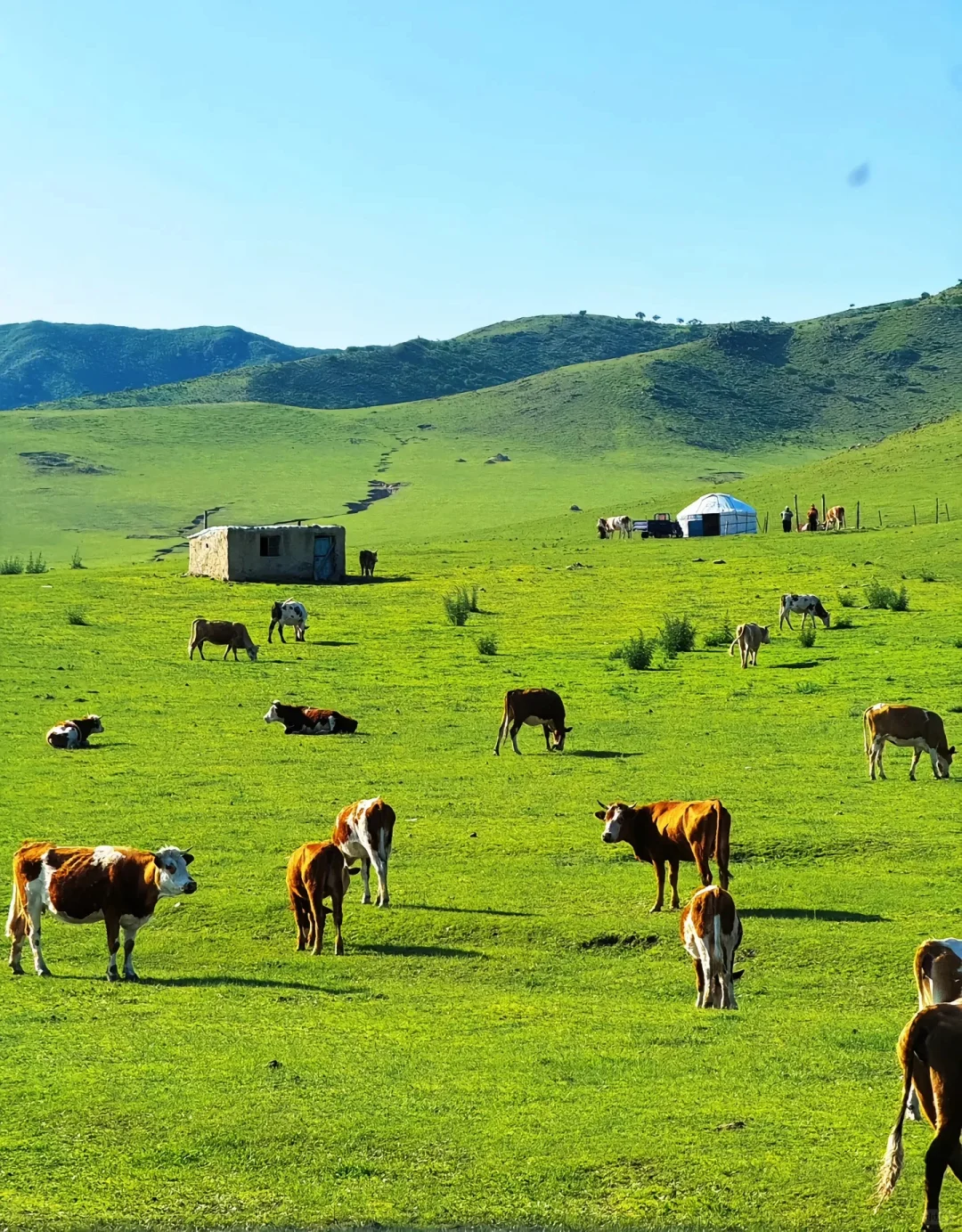 内蒙古的夏天，是一场盛大的浪漫🌷