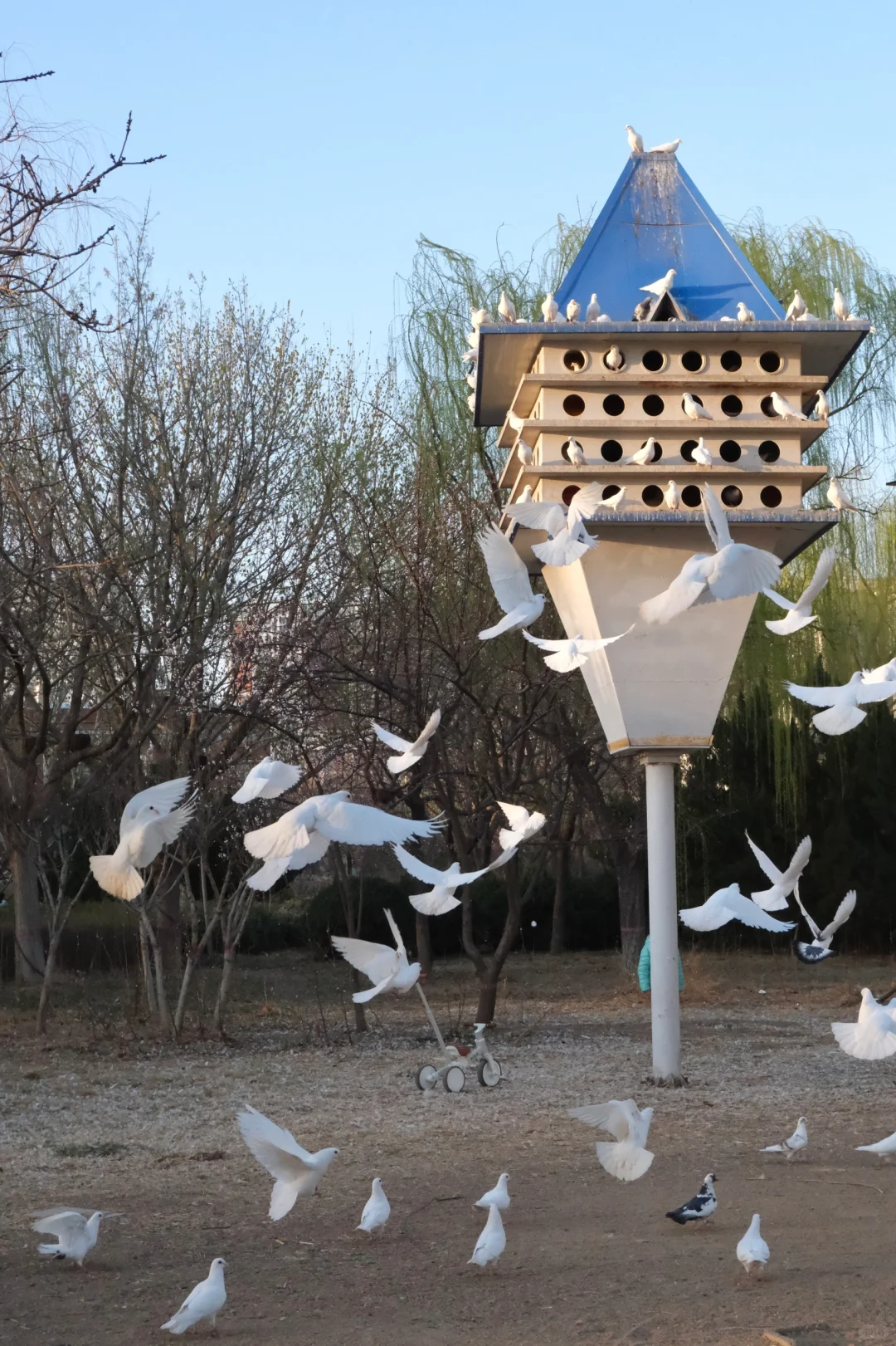 沧州｜带狗下江南第一站 烟火气十足的小城🍲