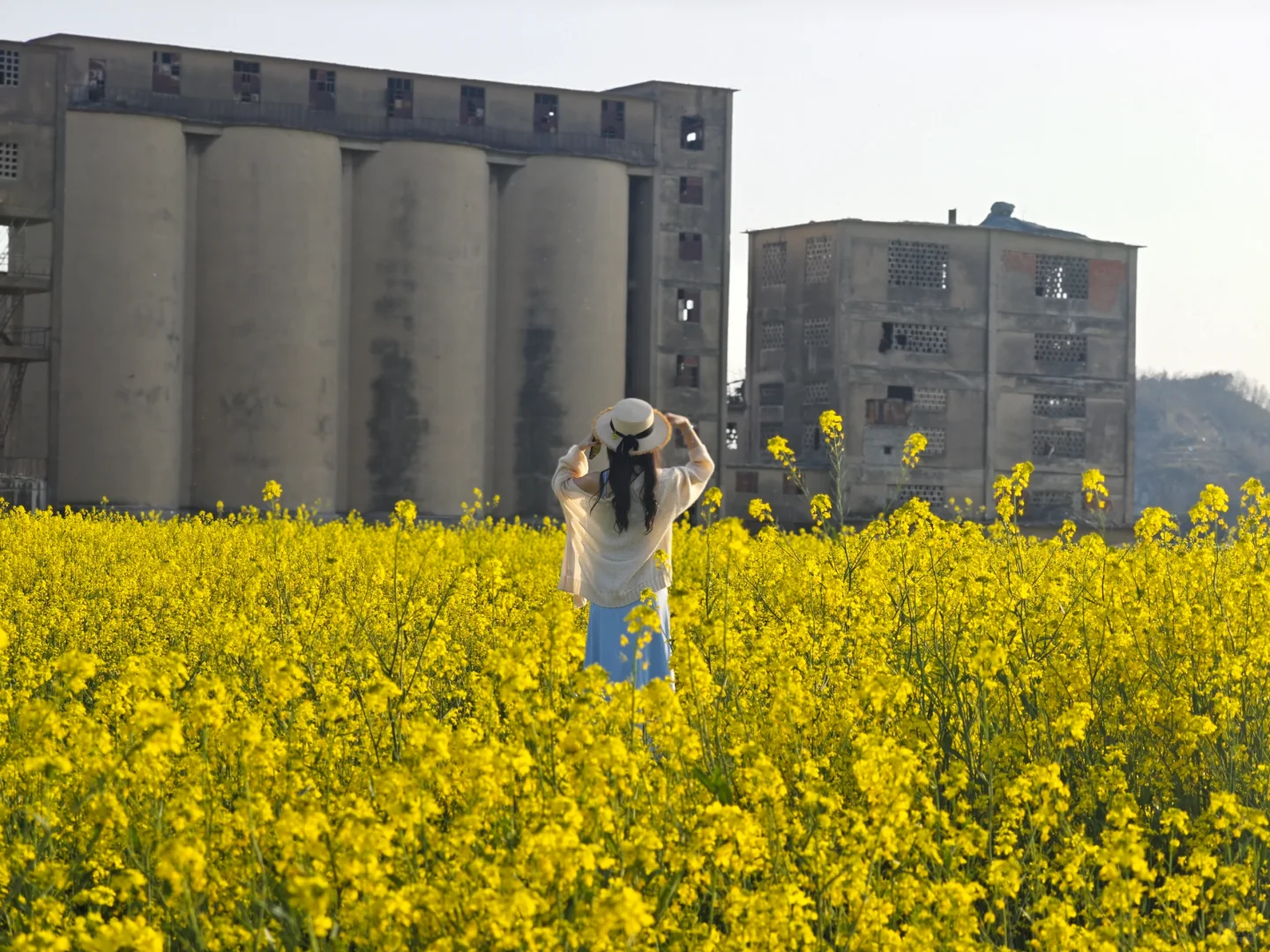 一眼万年的油菜花海🍃