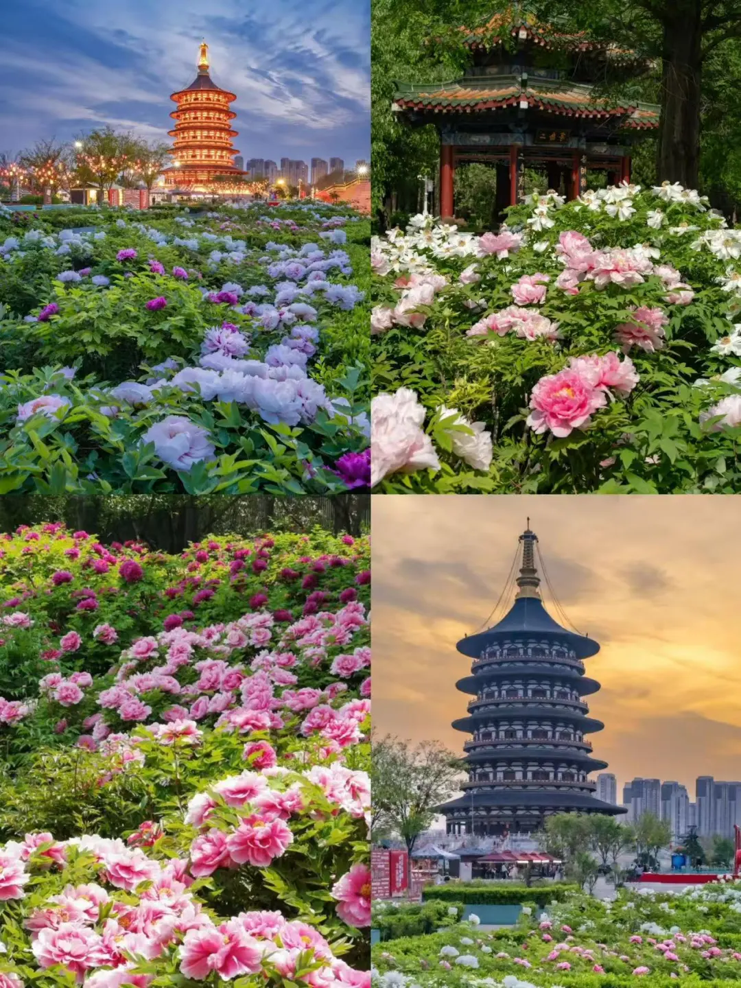 🌸洛阳 |3-4月来真香，牡丹花城的春日奇遇！