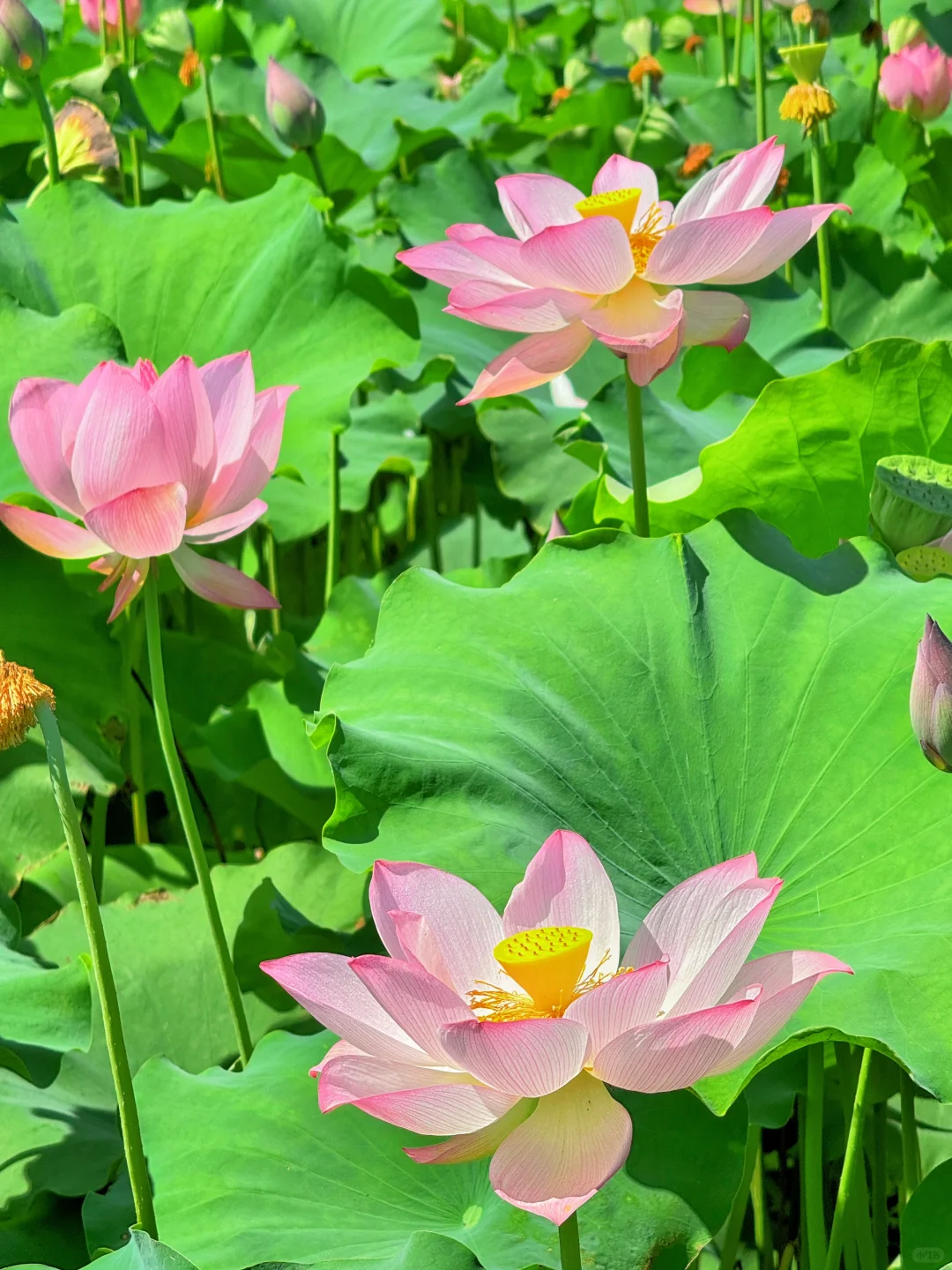 本以为西湖已经够美了，直到来了这里…………