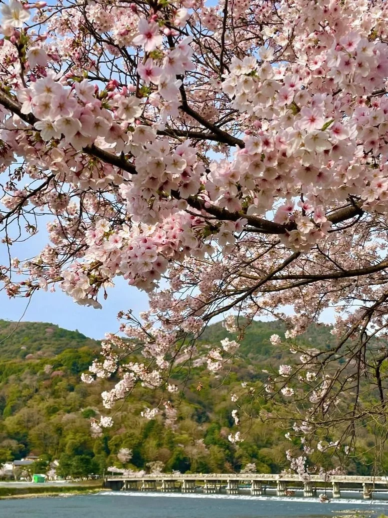 京都岚山｜赏樱当然要来这里啦
