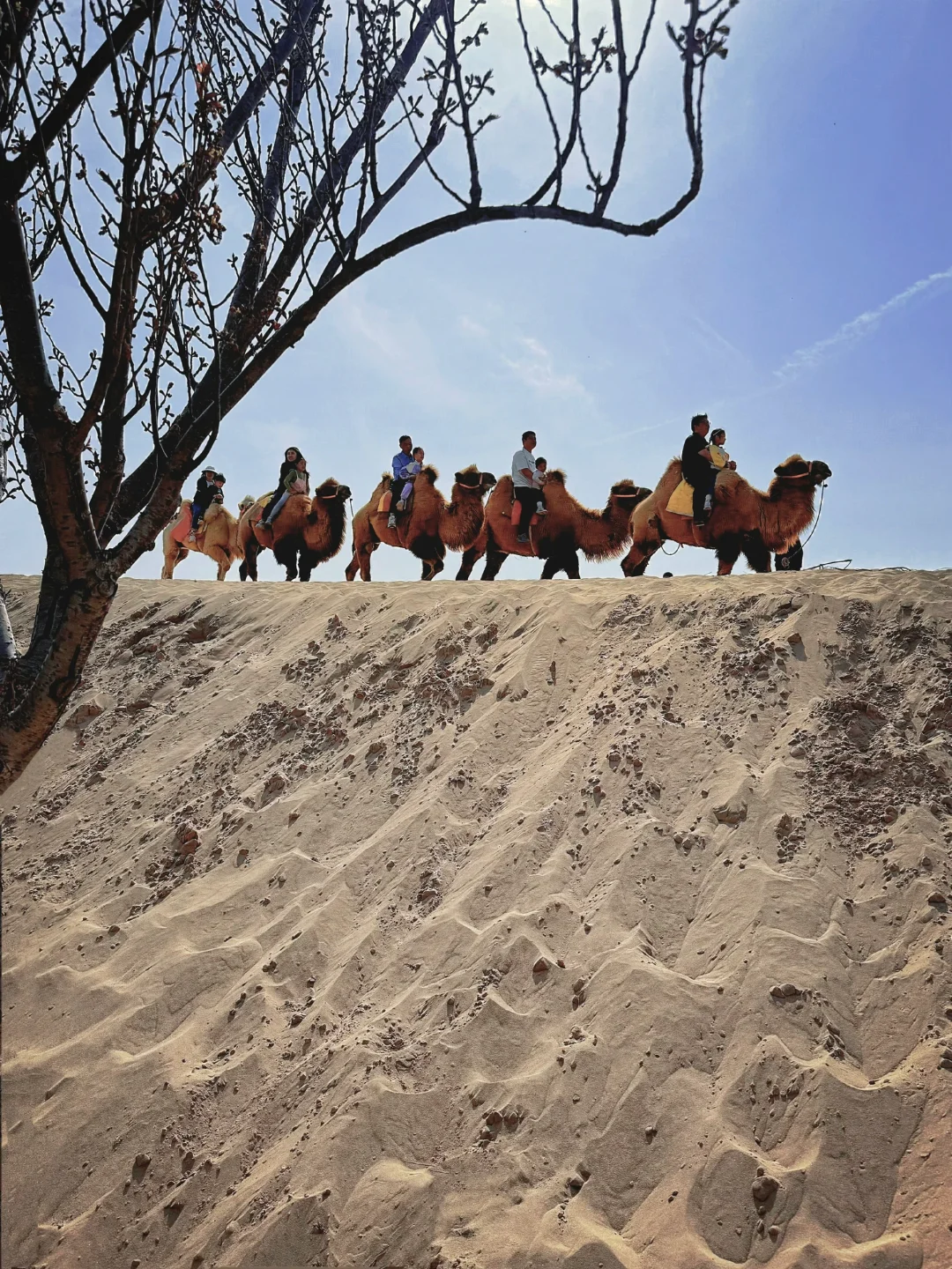 接下来的郑州将是一片樱花海🌸