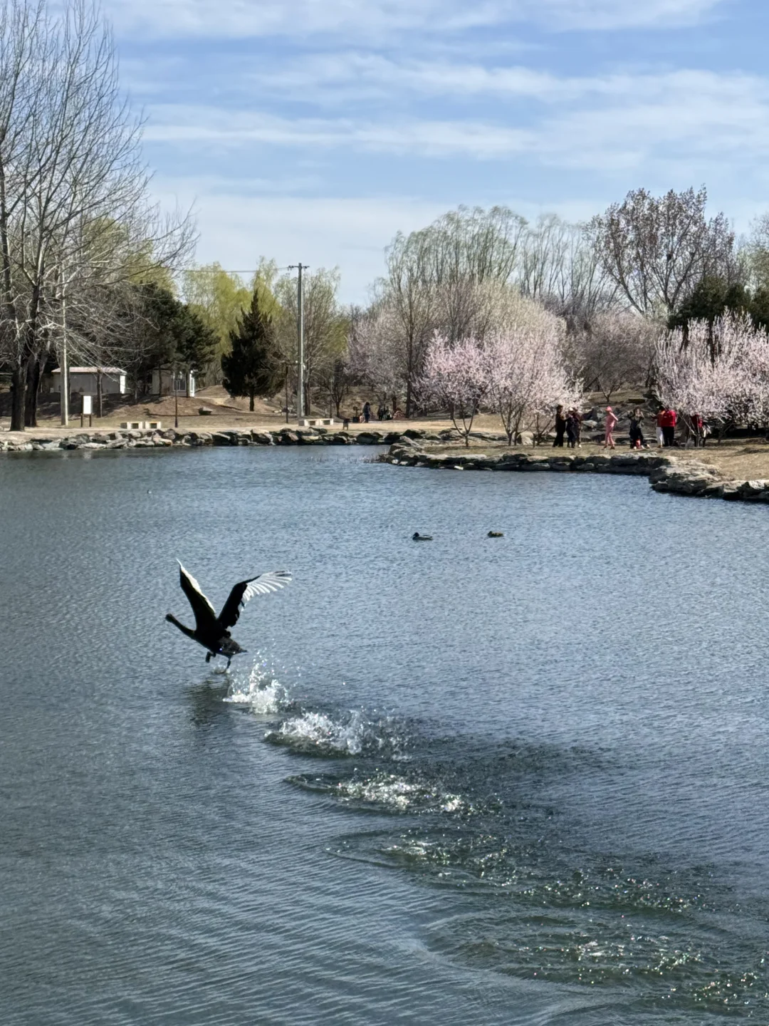 拒绝市区人挤人🌸圆明园的锦鲤桃花溪太香了