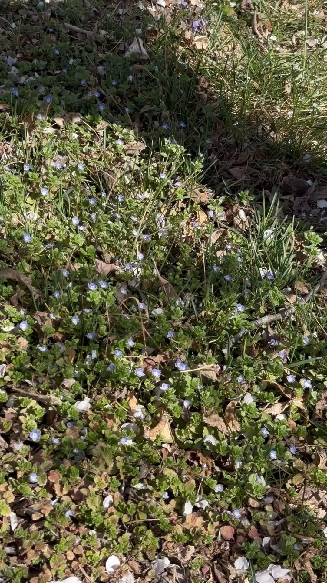 在正定 周四 一个人独享一整片河边春色