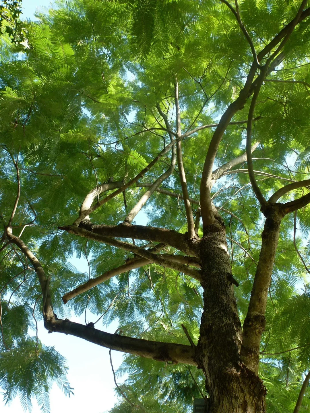 滇池里藏着一个蓝色的魔力池塘