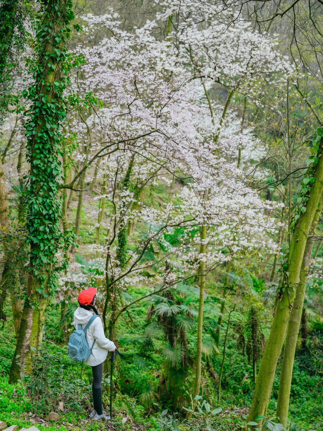 在成都周边！！我唯一想去无数次的徒步路线！！
