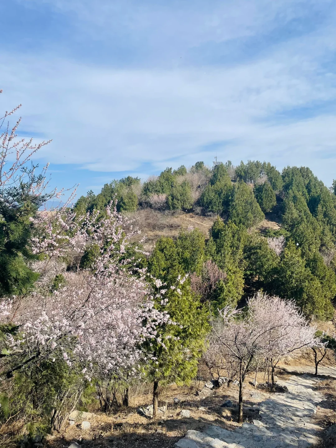 3.21百望山实况🌸 附4条赏花路线✅