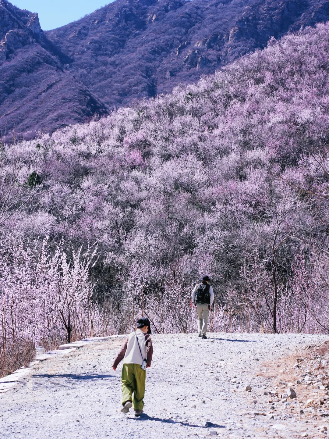 3.20实拍‼️封神级别的山花已盛放！快打卡