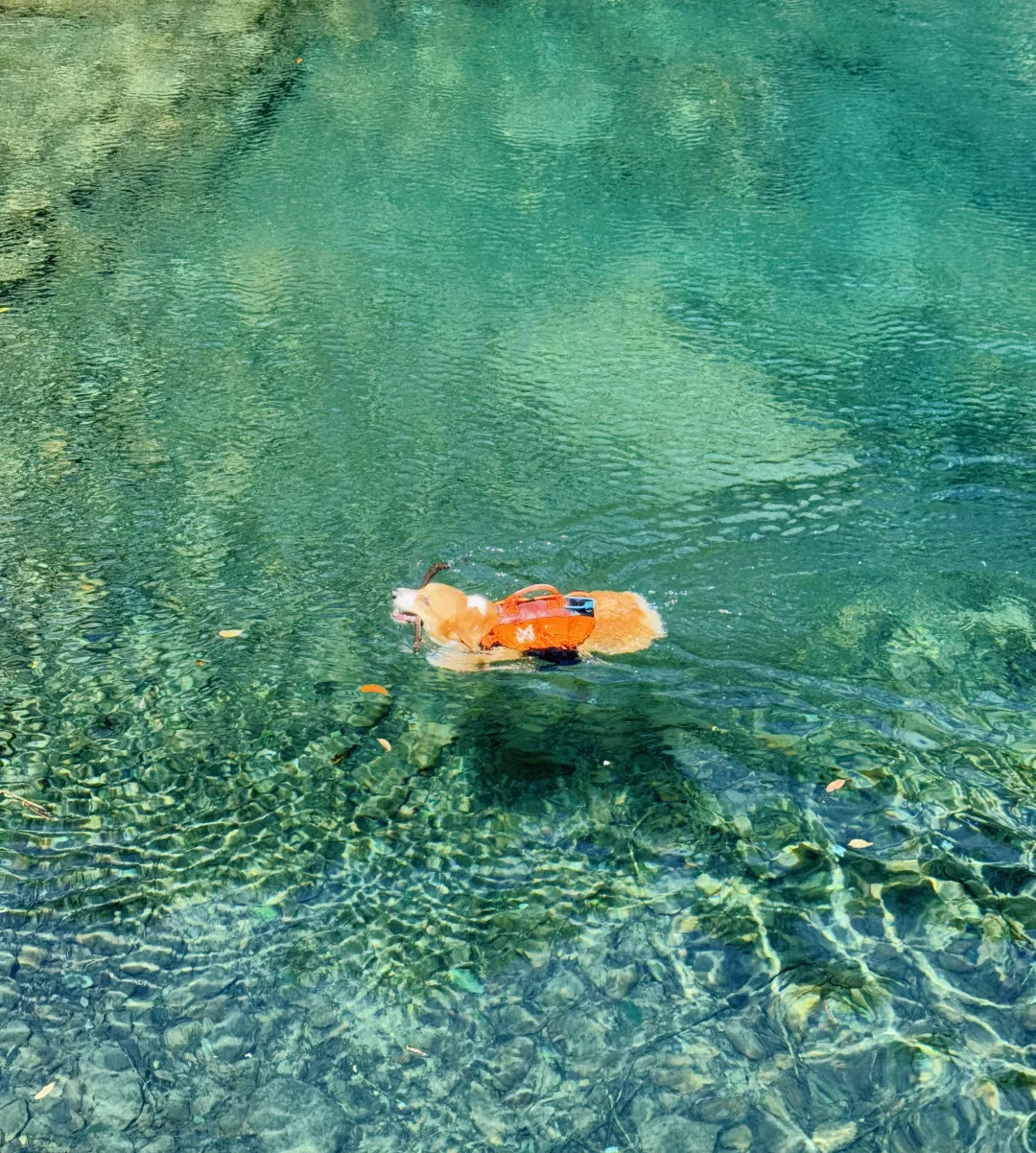 桐庐遛狗 | 芦梅线玩水