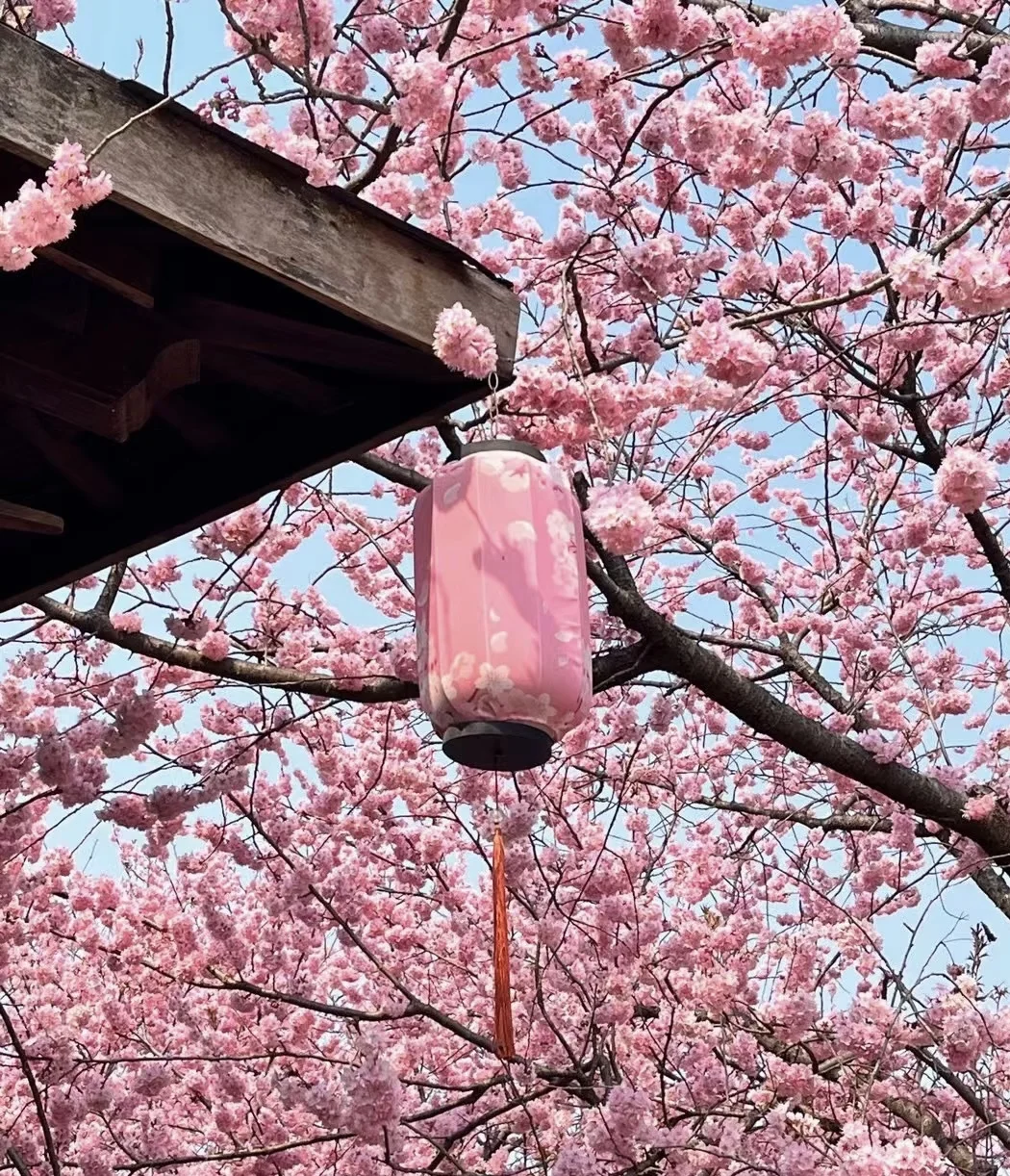 📍烟花三月下无锡🌸周末时间超绝攻略来了