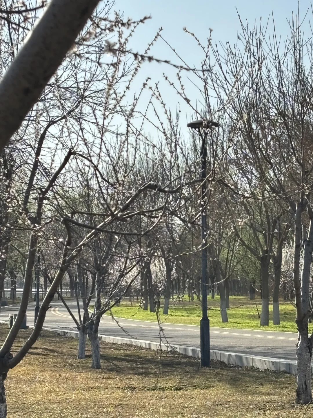 在正定 周四 一个人独享一整片河边春色