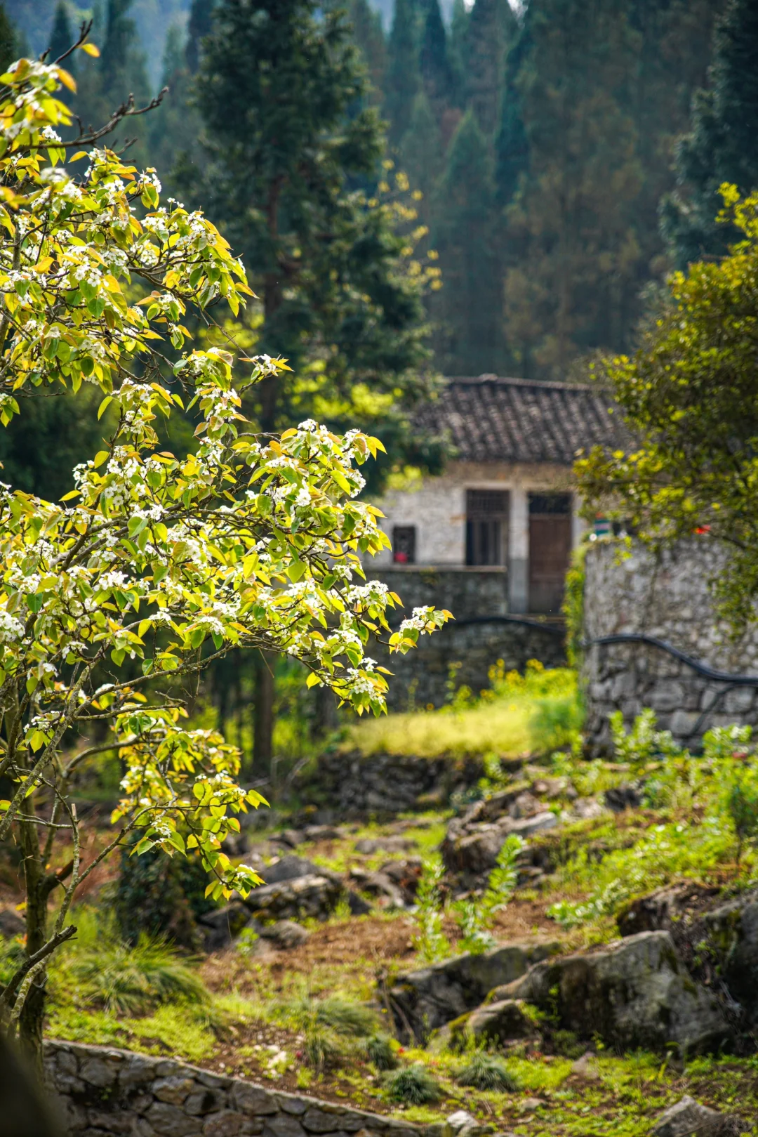 📍贵州兴义万峰林 当一次精神村民