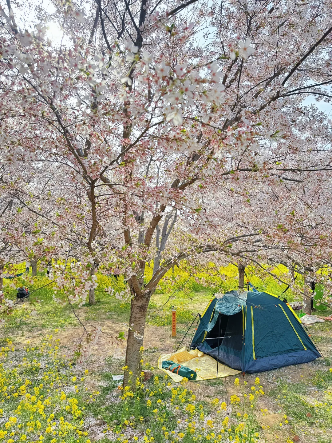 接下来的郑州将是一片樱花海🌸