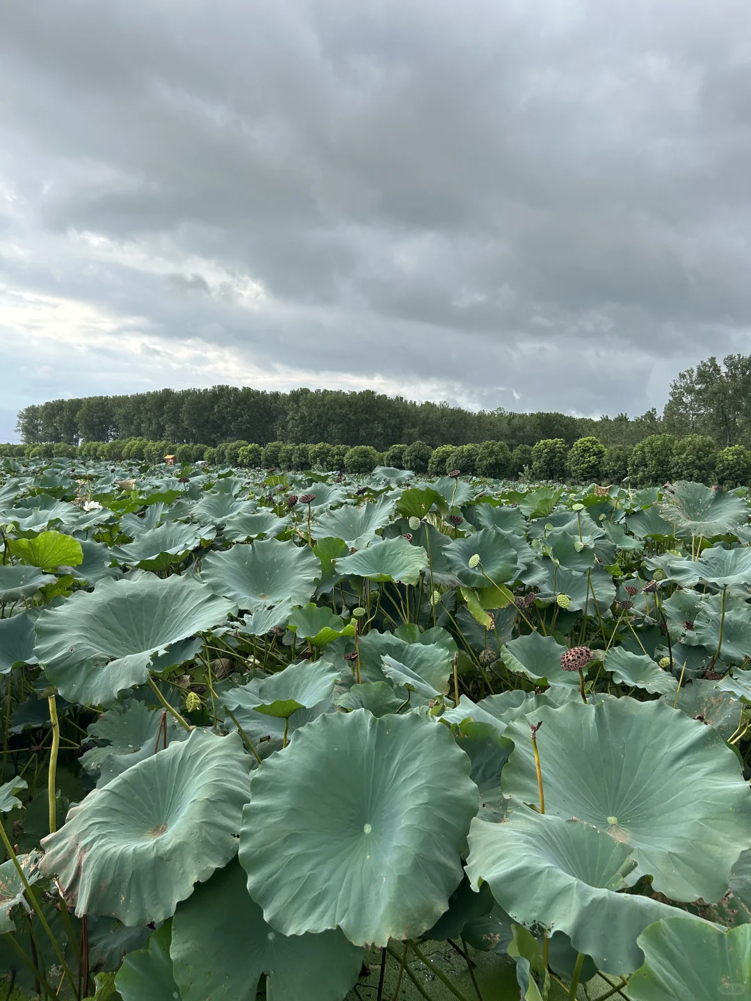 🙋🏻‍♂️来扬州，想给所有人安利的宝藏公园‼️