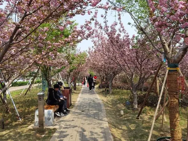 这个春天来鹤壁看樱花吧