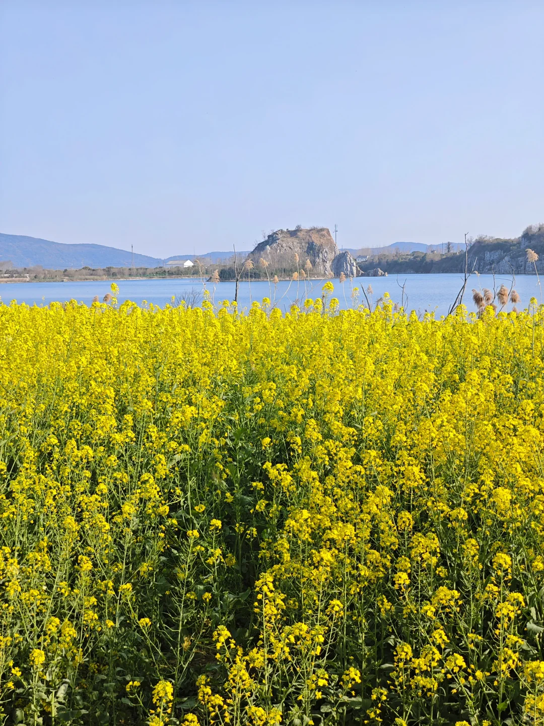 一眼万年的油菜花海🍃