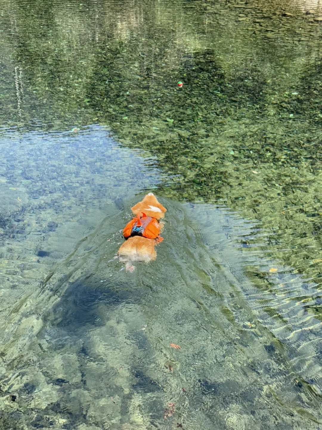 桐庐遛狗 | 芦梅线玩水