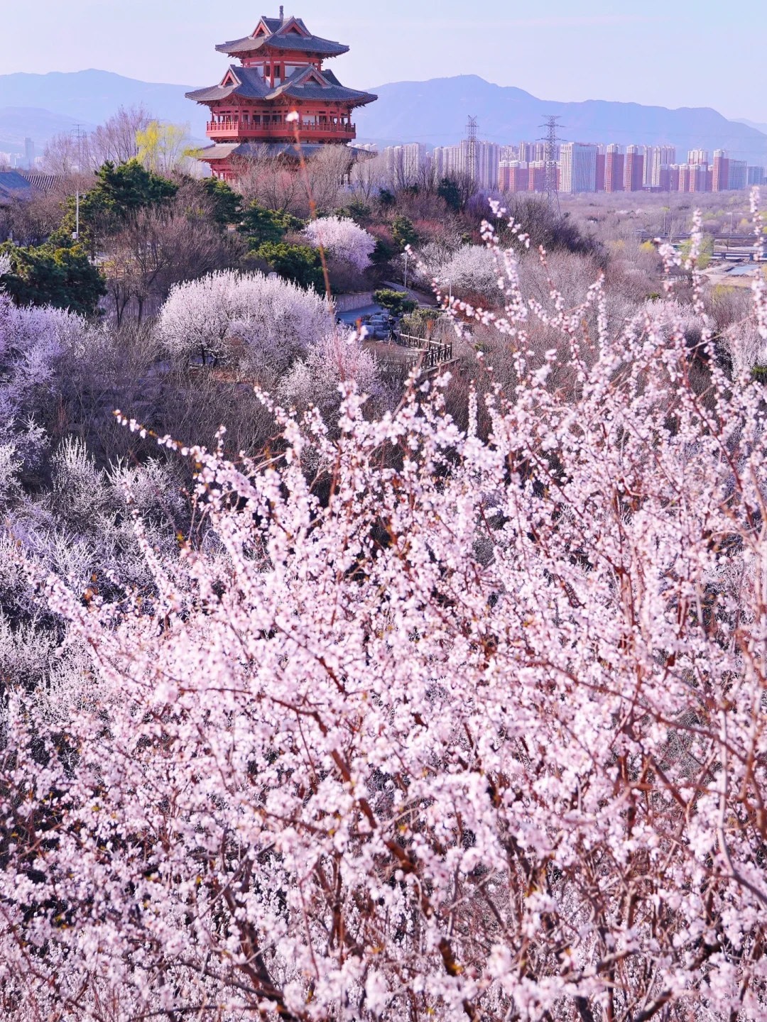 3.20北京上春山🌸桃花谷简直美到nextlevel!