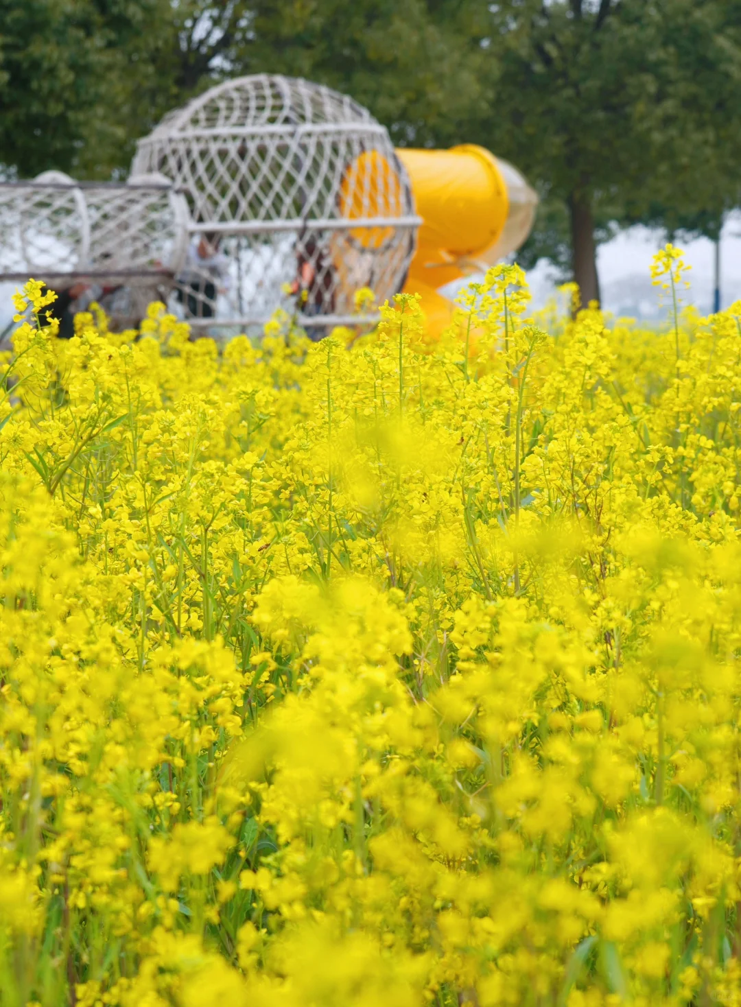 武汉油菜花海美爆了🌼本周六开园，送票❗️