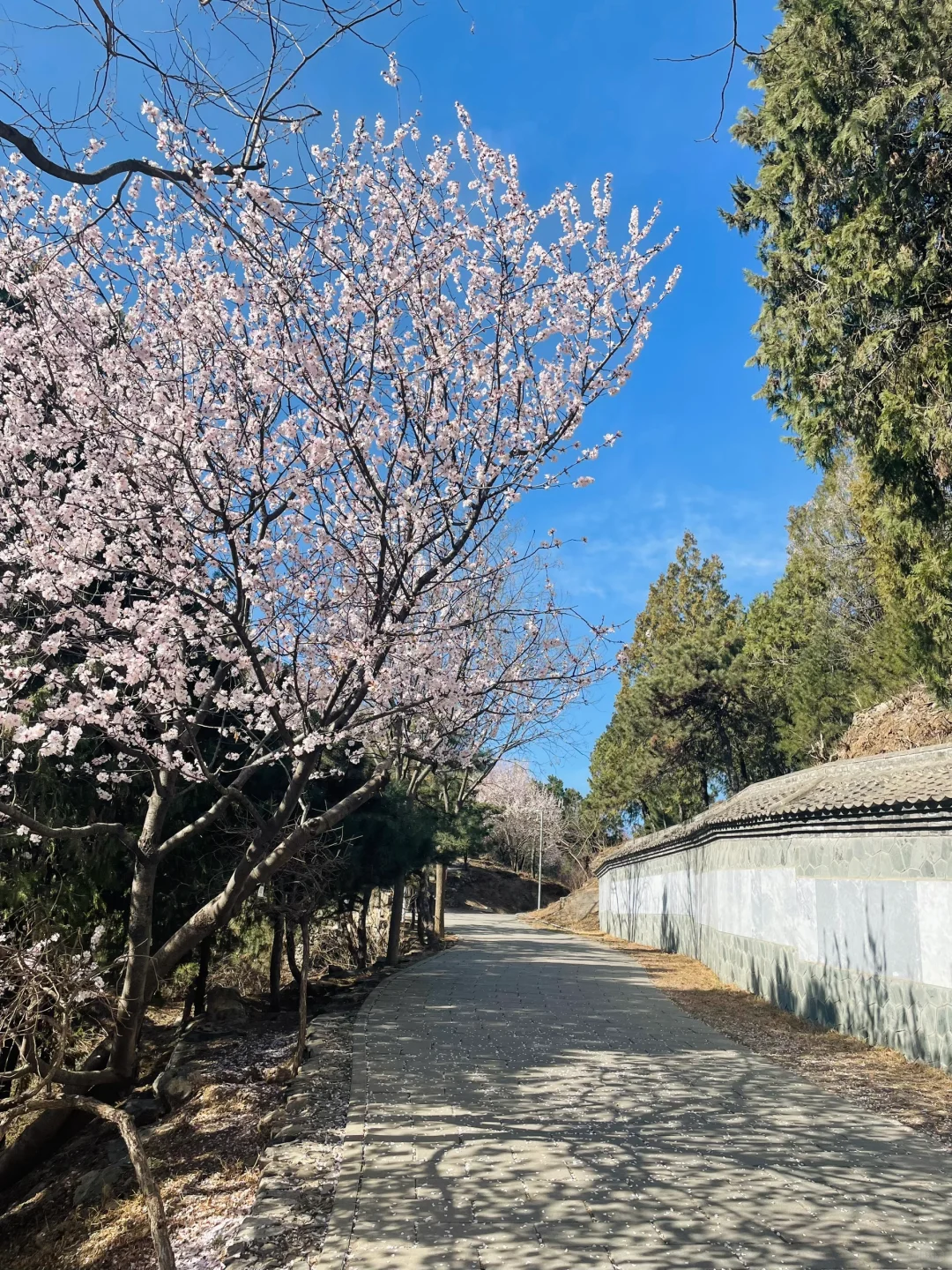 3.21百望山实况🌸 附4条赏花路线✅