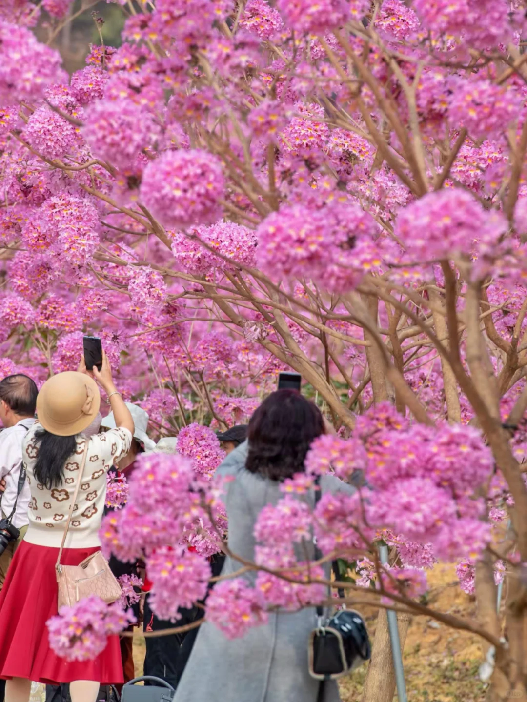 600亩紫花风铃盛开了🌸走进动漫里的花海