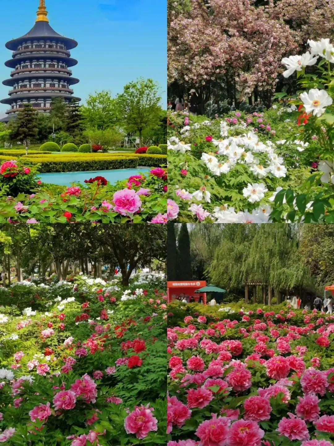 🌸洛阳 |3-4月来真香，牡丹花城的春日奇遇！