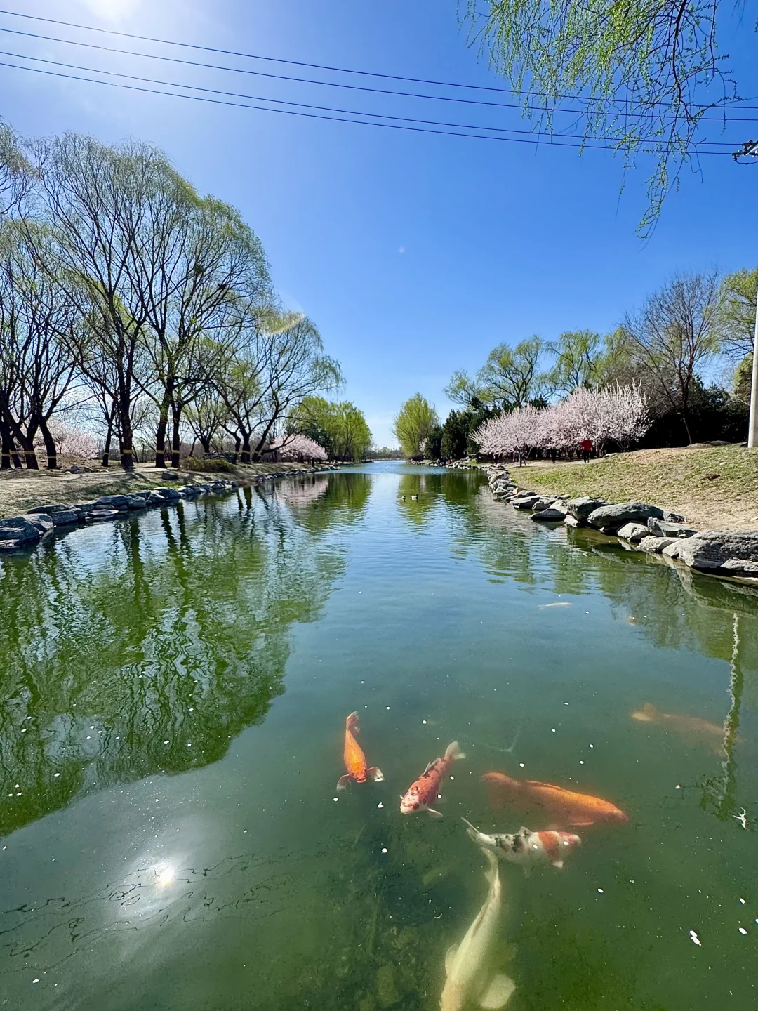 拒绝市区人挤人🌸圆明园的锦鲤桃花溪太香了