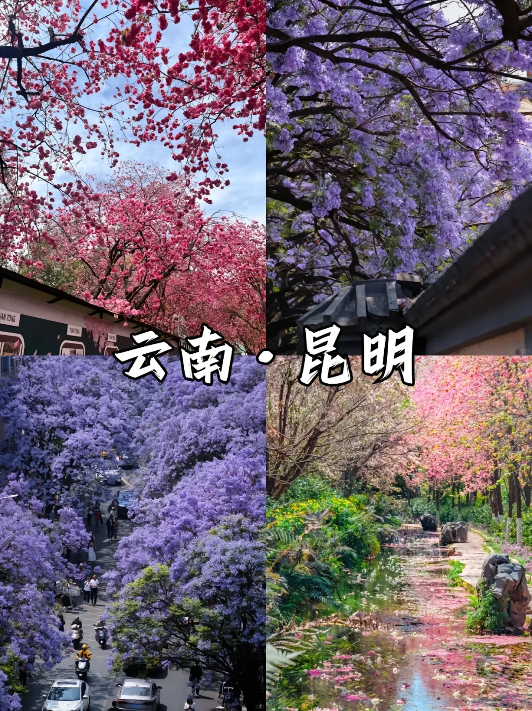 赏花漫游🖼️适合春季旅游的9️⃣座城市