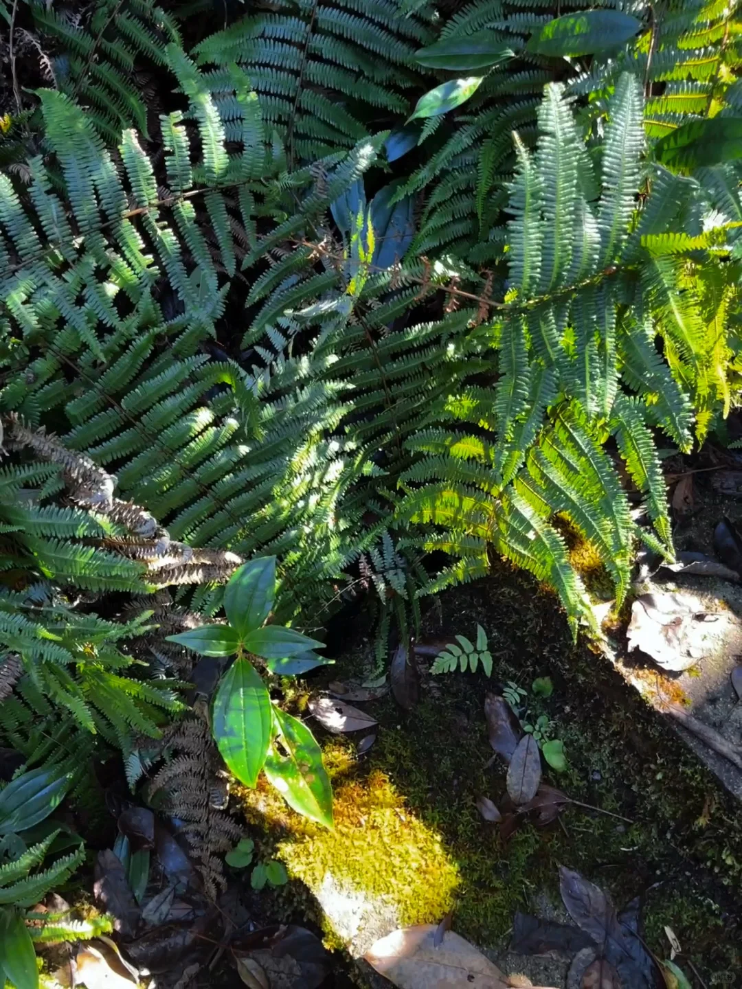 丽水秘境徒步｜阳光洒落 潭水如钻🍃🧊🫧