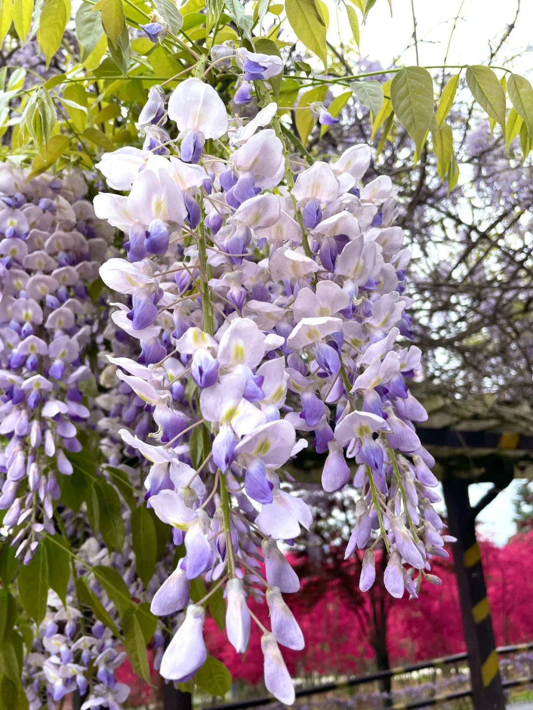重庆，强烈推荐这个小众地方！油画彩林美绝了