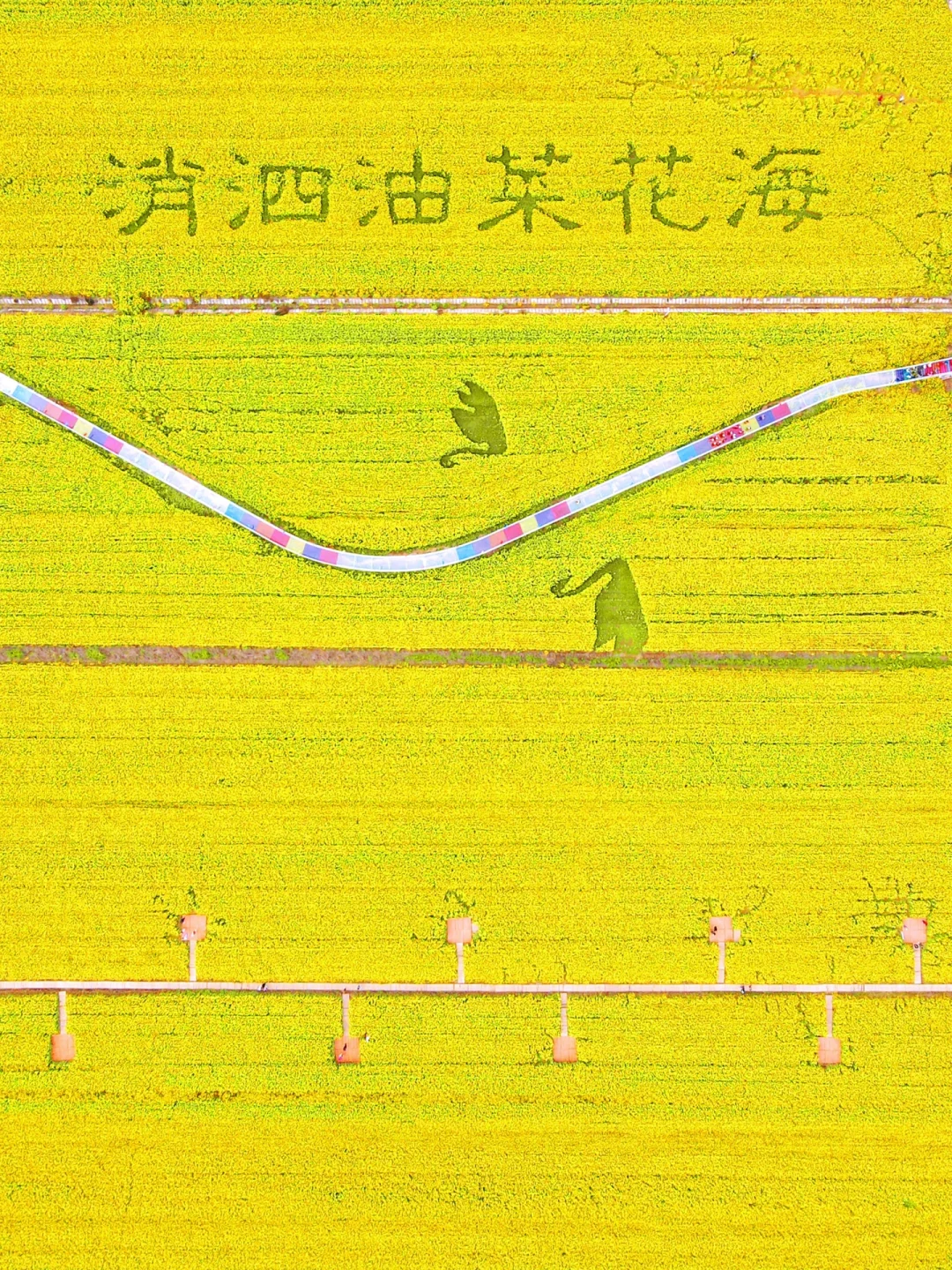 武汉油菜花海美爆了🌼本周六开园，送票❗️