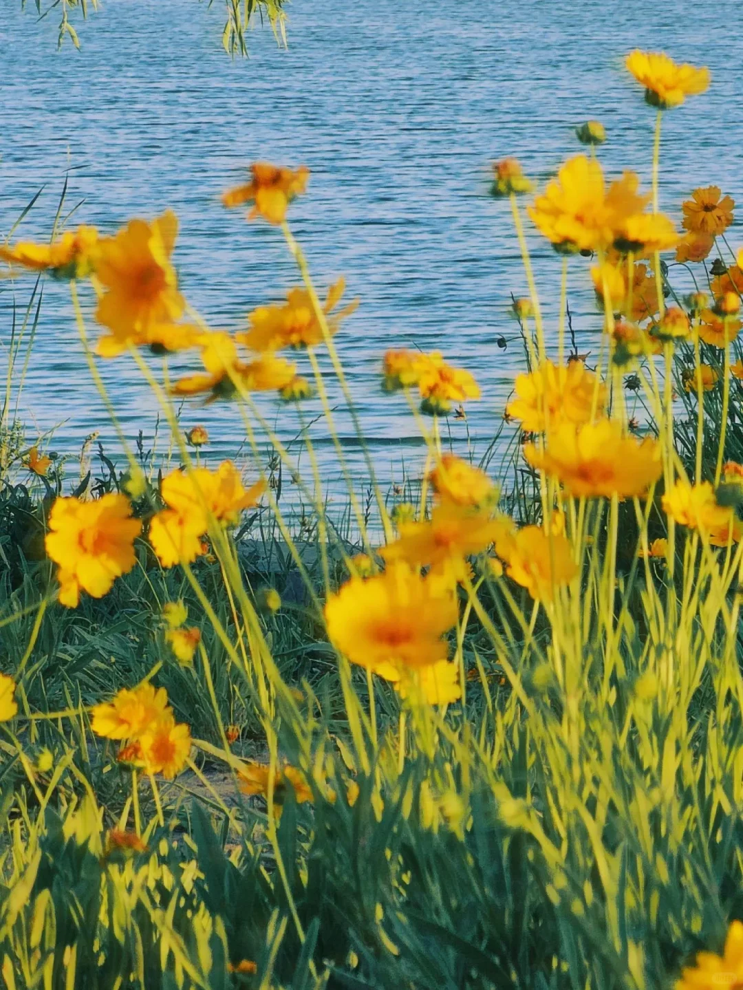 3月邢台 | 邂逅一万次春和景明🌸
