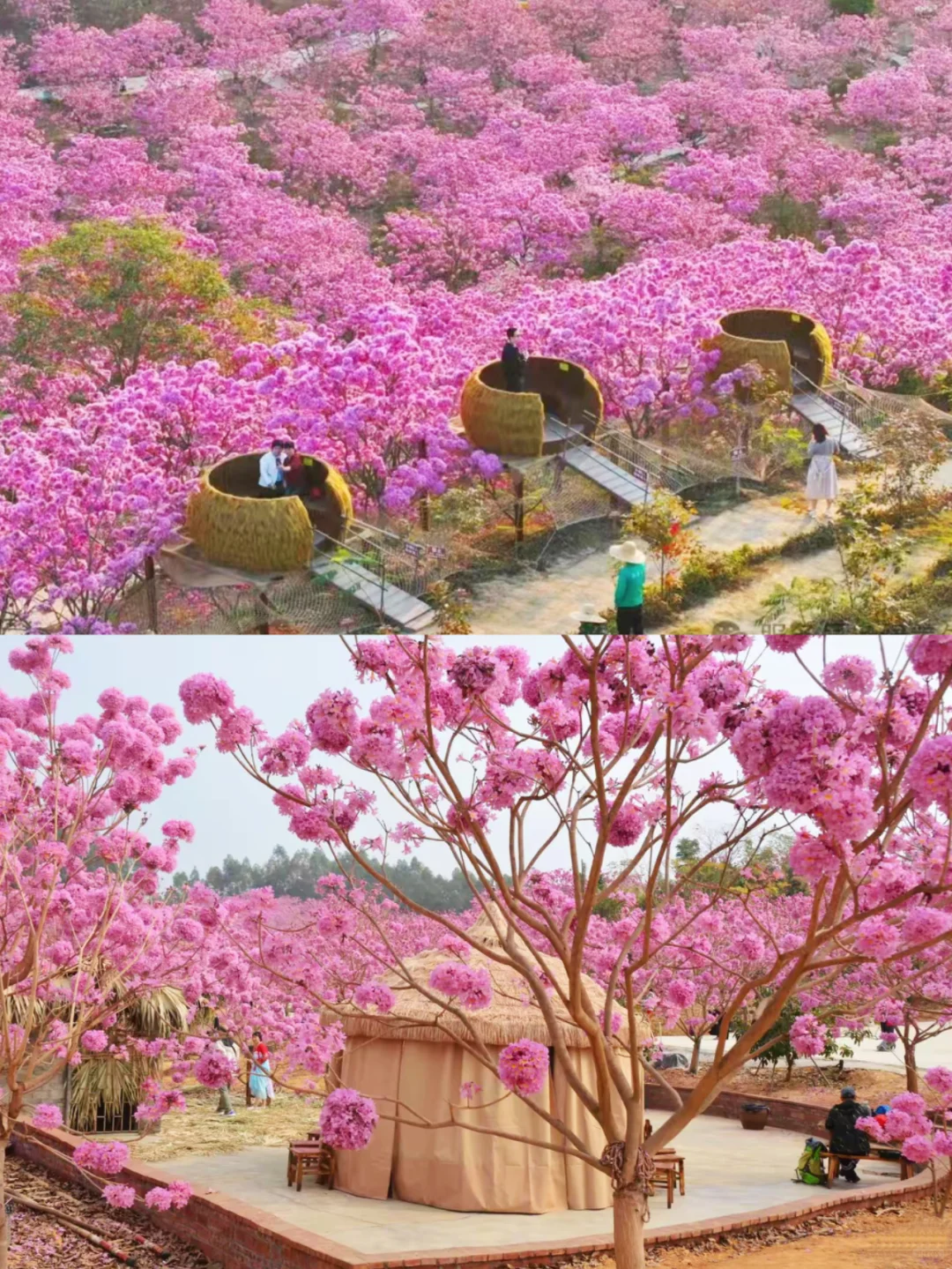 600亩紫花风铃盛开了🌸走进动漫里的花海