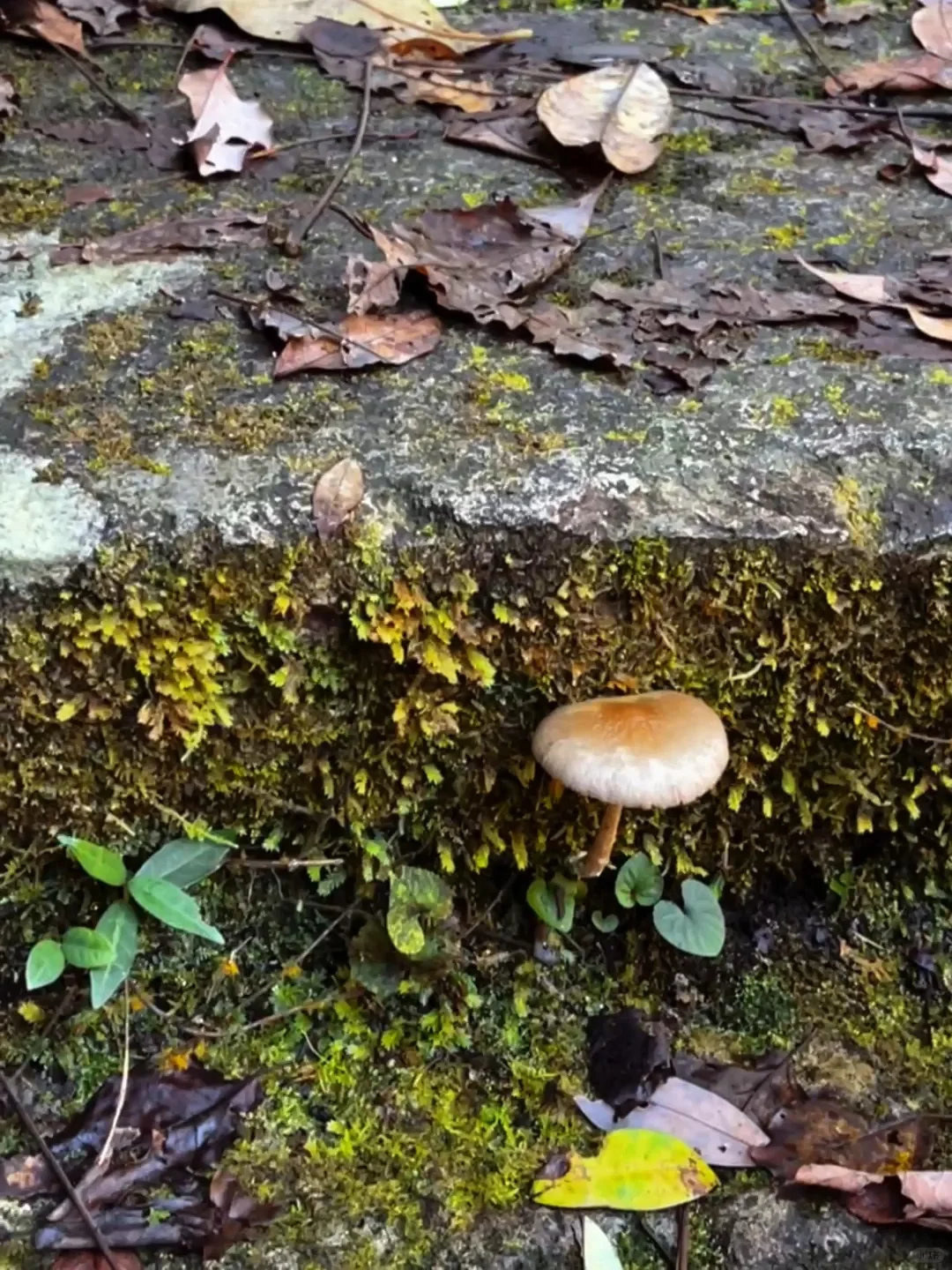 丽水秘境徒步｜阳光洒落 潭水如钻🍃🧊🫧